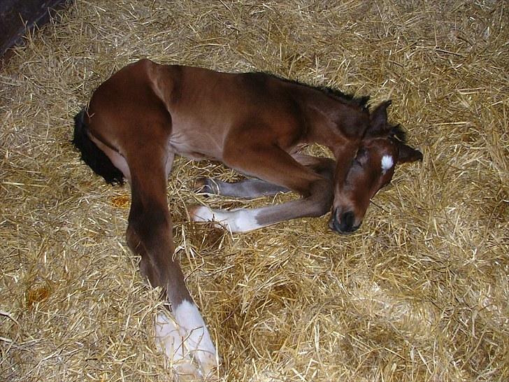 Dansk Varmblod Timberlain billede 3