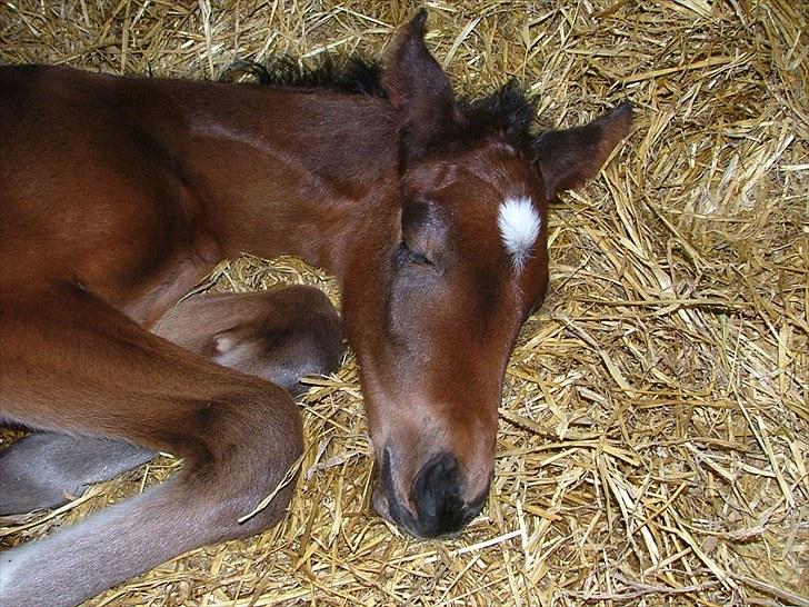 Dansk Varmblod Timberlain billede 4