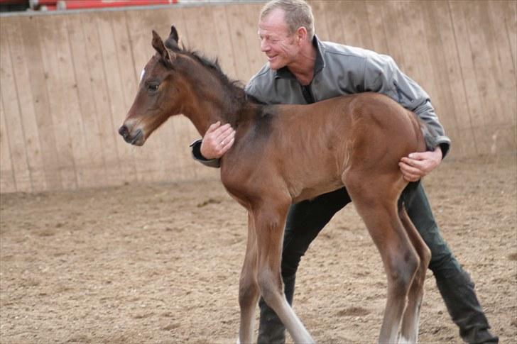 Dansk Varmblod Timberlain billede 5