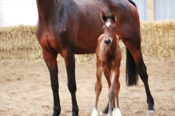 Dansk Varmblod Timberlain billede 6