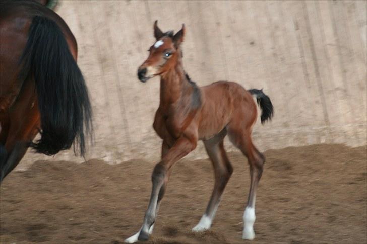 Dansk Varmblod Timberlain billede 7