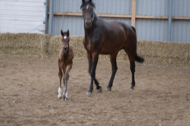 Dansk Varmblod Timberlain billede 8