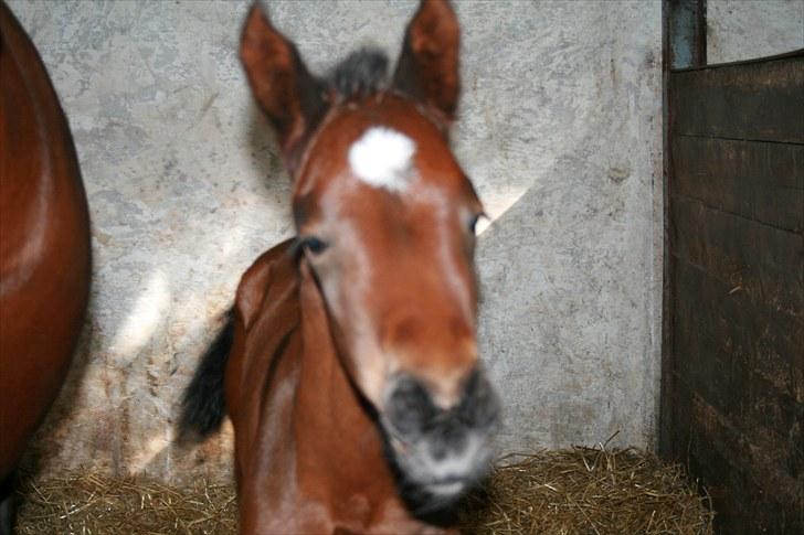 Dansk Varmblod Timberlain billede 9