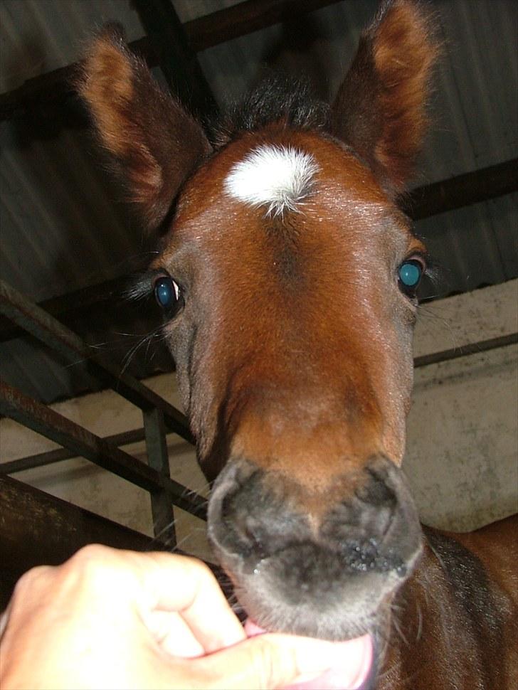 Dansk Varmblod Timberlain billede 10