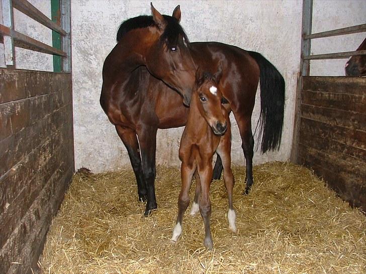 Dansk Varmblod Timberlain billede 11