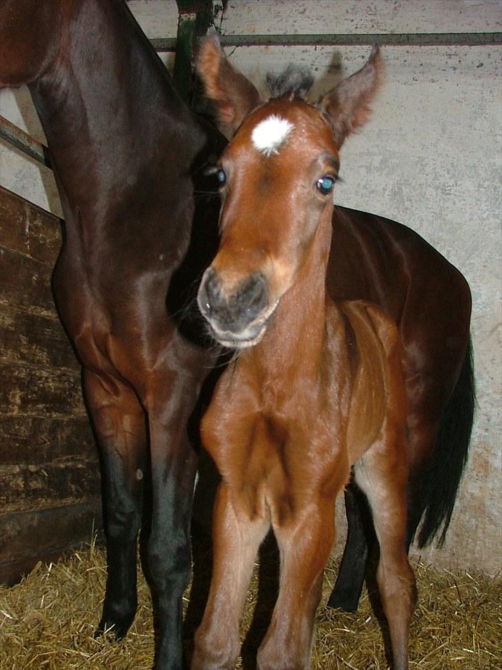 Dansk Varmblod Timberlain billede 12