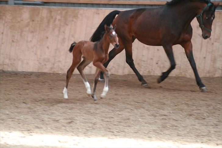 Dansk Varmblod Timberlain billede 13