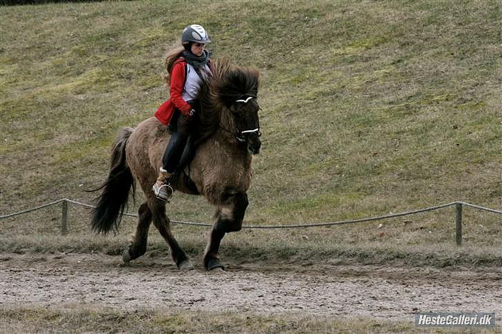 Islænder Ljúfur frá VakurstöðumRIP - ~ for verdenen er du måske "bare" en hest, men for mig, er du hele verdenen billede 5