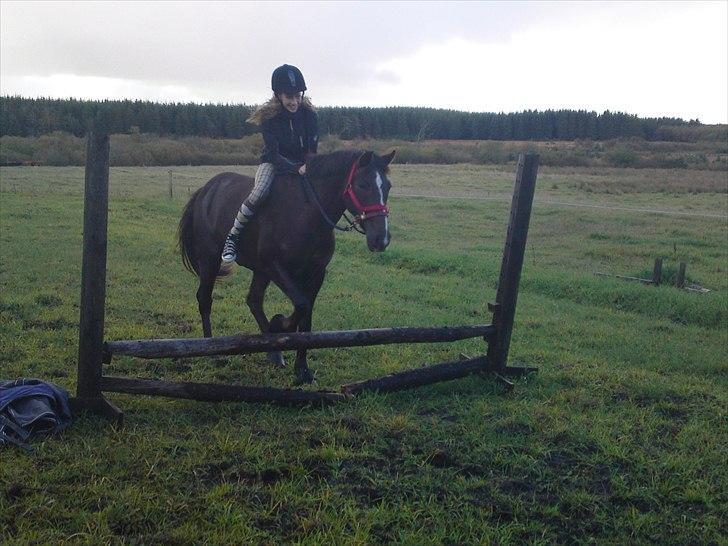 Anden særlig race Reval-A *SOLGT* - Valle forsøger sig som springpony, hvilket han k´nok skal lade være med.. :) læg mærke til den knækkede bom, sådan går det når man vil sætte af, MENS man står på bommen.. ;D billede 13