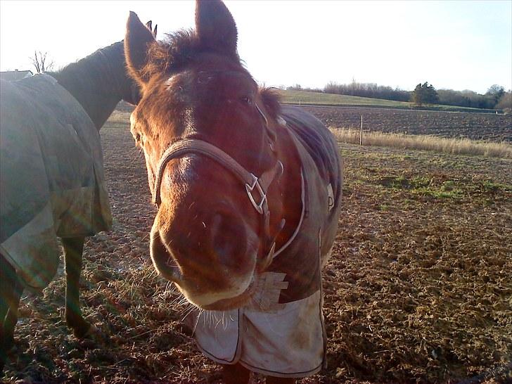 New Forest Elmholts L'amour - nurh  billede 9