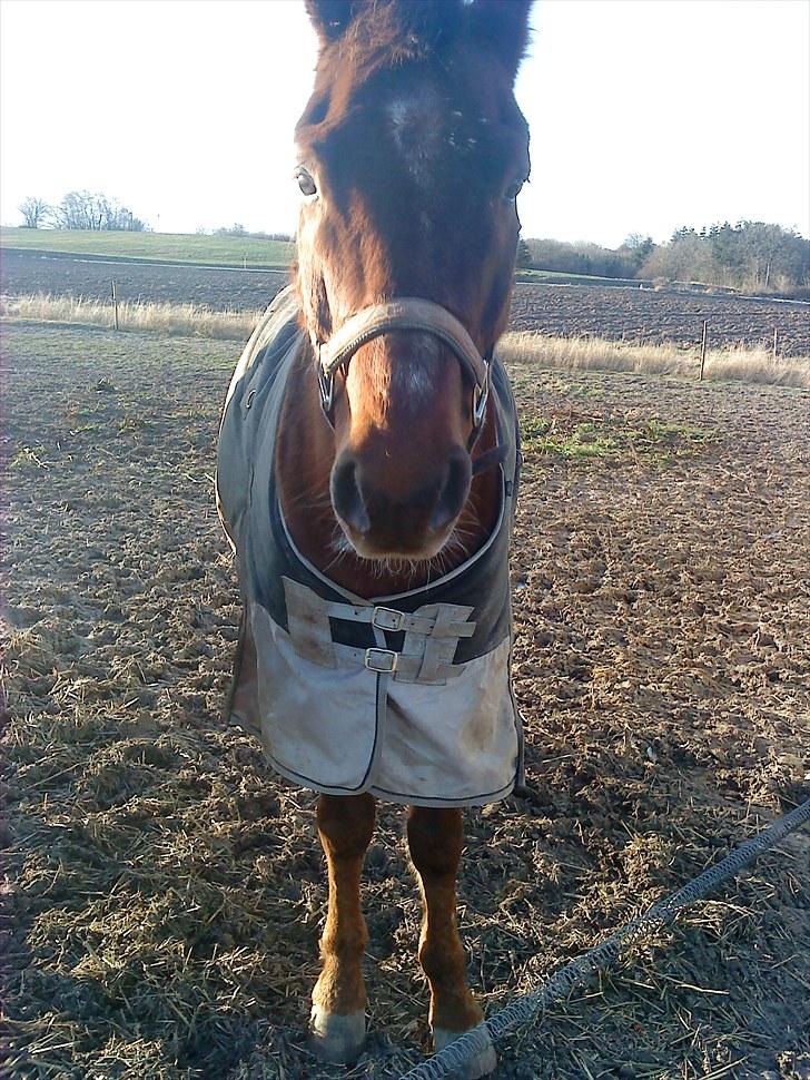 New Forest Elmholts L'amour - nurh har ligner jo et føl billede 10