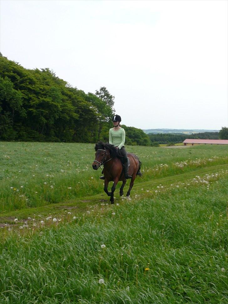 Dartmoor Molly - Galop på galopstien !! Ö Efterår 2010 billede 6