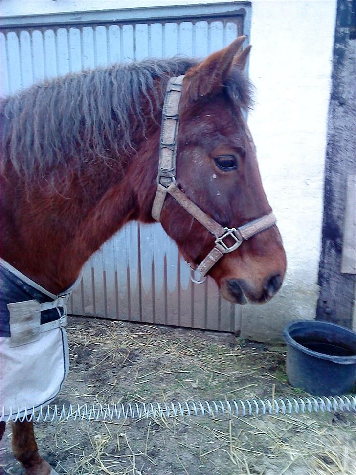 New Forest Elmholts L'amour - din lille uldtot billede 11