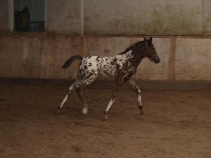 Knabstrupper Fair Camouflage billede 13