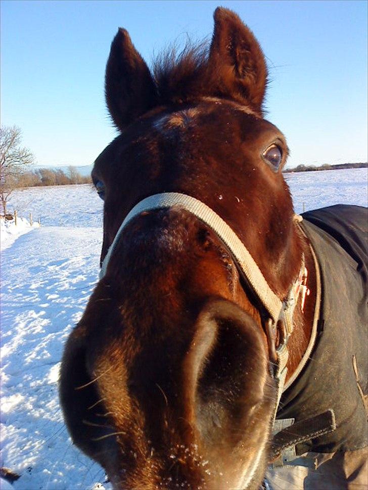 New Forest Elmholts L'amour - nurh hvor er han søde billede 12