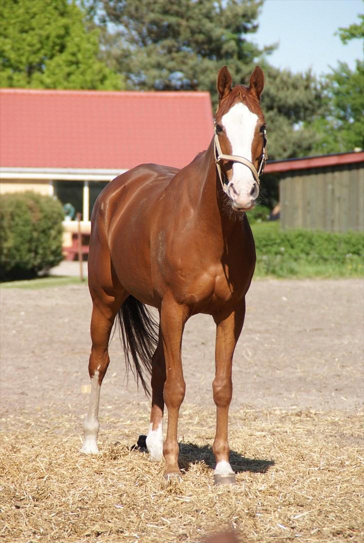 Anden særlig race Sahara ** LÅNTE ** - prinsessen på fold på NIR :D <3  billede 4