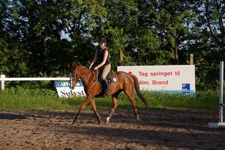 Anden særlig race Sahara ** LÅNTE ** - lidt dressur <3 (på springbanen, haha :D ) billede 12