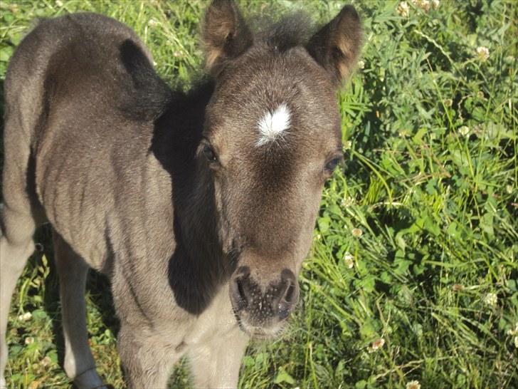 Anden særlig race Prins billede 1