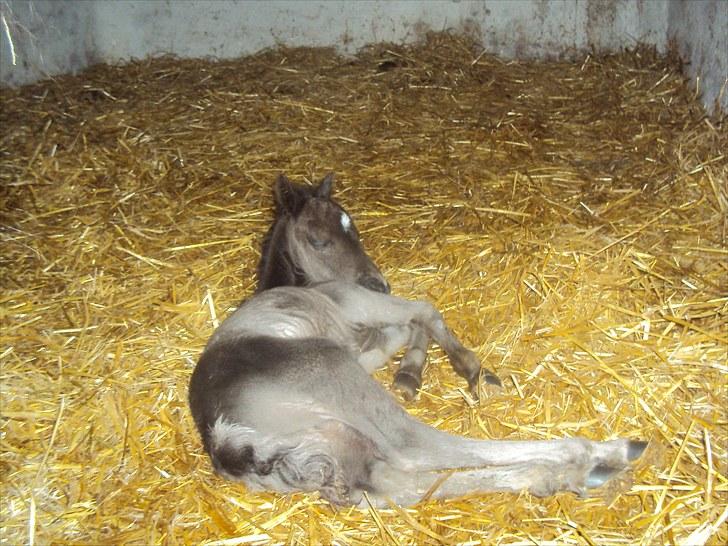 Anden særlig race Prins billede 2