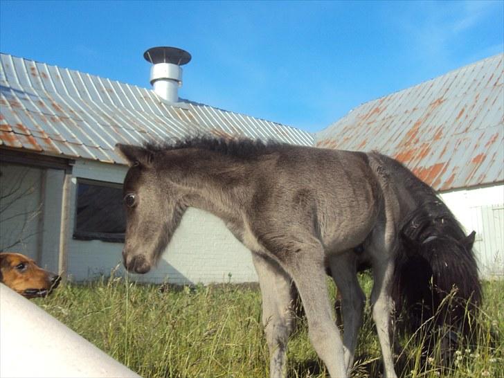 Anden særlig race Prins billede 3