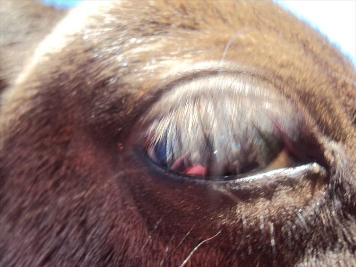 Anden særlig race Prins billede 4