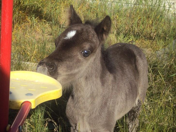 Anden særlig race Prins billede 5