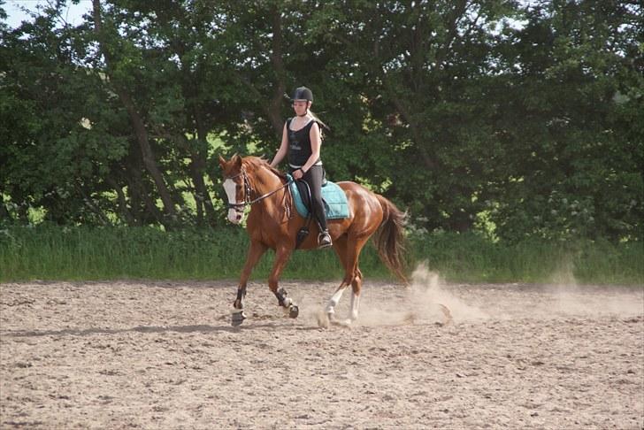 Anden særlig race Sahara ** LÅNTE ** - :* billede 14