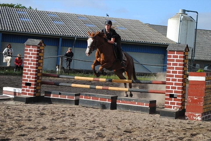 Anden særlig race Sahara ** LÅNTE ** - Springtræning (y´) billede 8