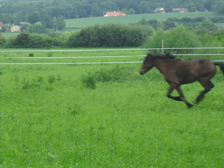 Anden særlig race spirit - fanges nope. Er jo lige kommet ud på sommergræs billede 10