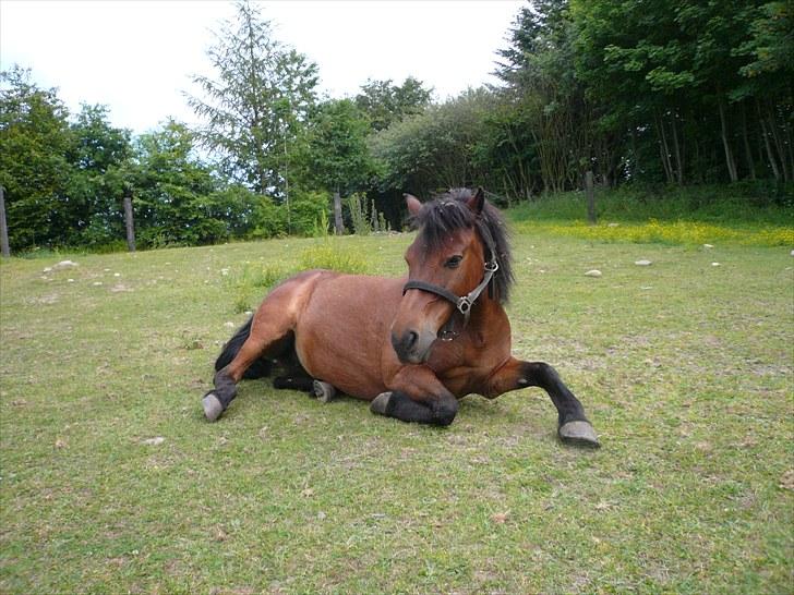 Dartmoor Molly - Fine Molly :D Hun har lige rullet sig <3 billede 9