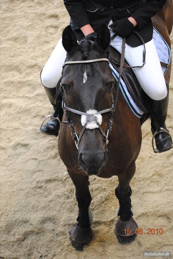 Anden særlig race Andy X-spring pony  - Han er bare ikke til af stå for :D  billede 14