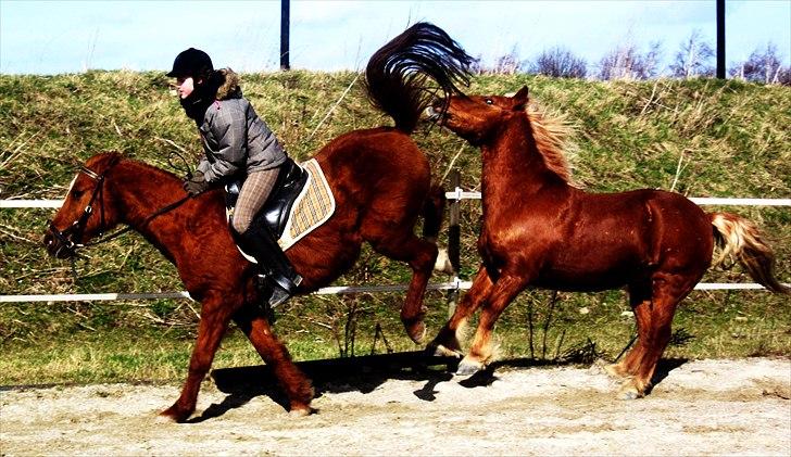 DSP /Araber Kasmir Min drøm<3 - S>smukt<3 billede 1