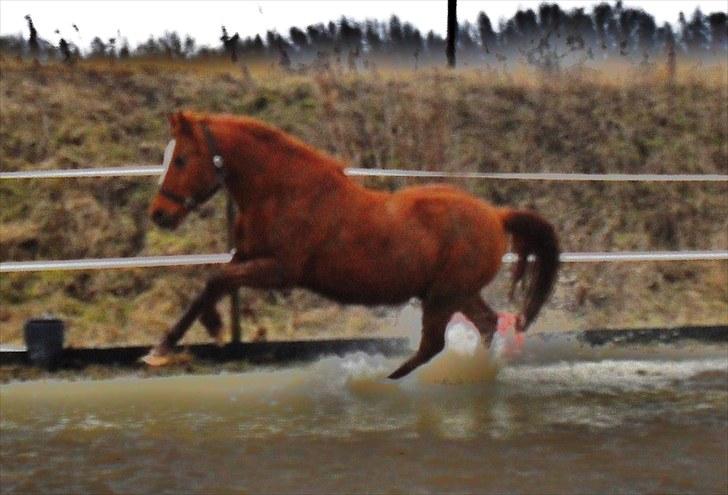 DSP /Araber Kasmir Min drøm<3 billede 2