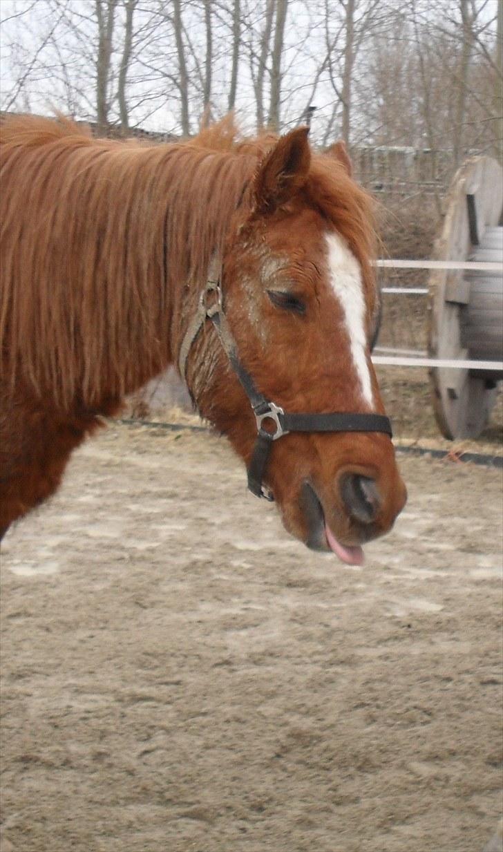 DSP /Araber Kasmir Min drøm<3 - tungerækkeren i aktion<3  billede 3