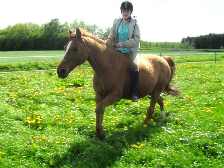 DSP /Araber Kasmir Min drøm<3 - virkelig et skønt billede af mig og kasmir:D billede 4