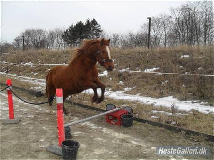 DSP /Araber Kasmir Min drøm<3 - løs springning<3 billede 6