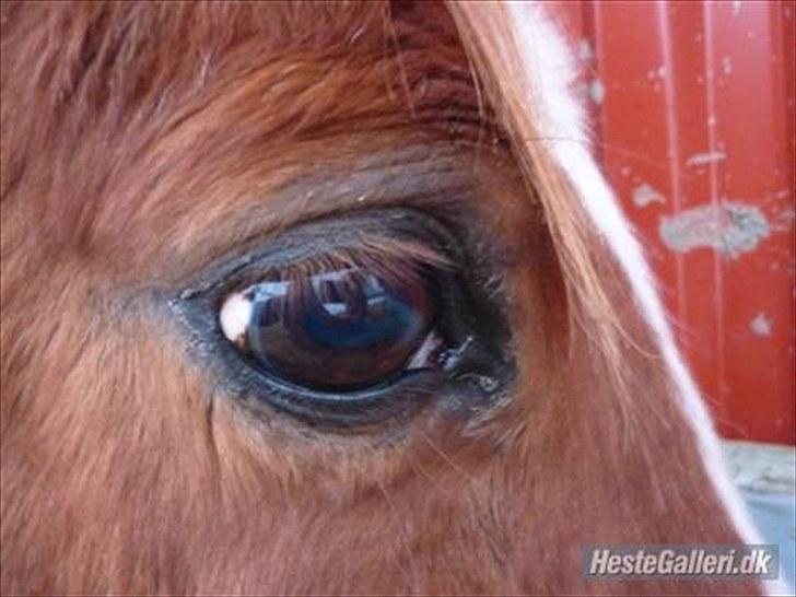 DSP /Araber Kasmir Min drøm<3 - det smukkeste øje i verden billede 7