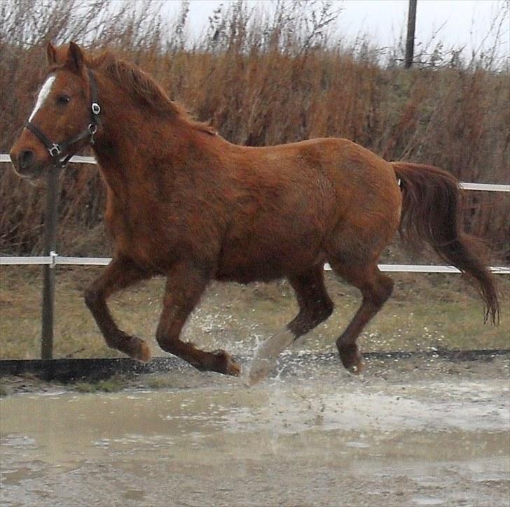 DSP /Araber Kasmir Min drøm<3 - kasmir der er lidt vild med at galoperer i vandpyter<3 billede 10