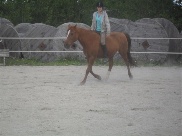 DSP /Araber Kasmir Min drøm<3 - ude og ride lidt på banen<3 virkelig skøn dag billede 11