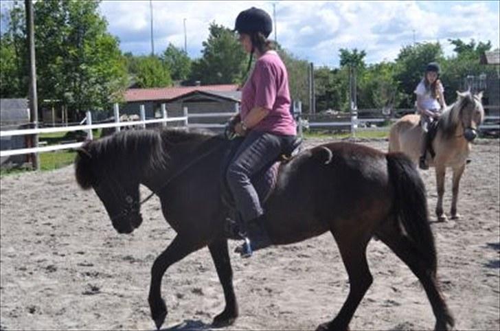 Islænder Blika fra Tårup. Nu himmelhest billede 17