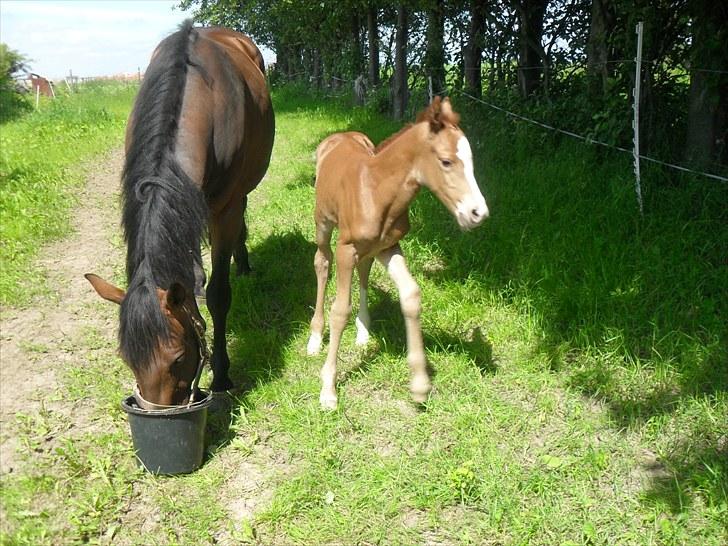 Hannoveraner Shakira (gl. part) - smukke med sit smukke føl. der kom til verden d.22-6-10 billede 6
