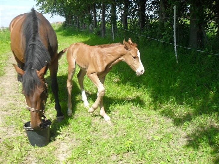 Hannoveraner Shakira (gl. part) billede 7