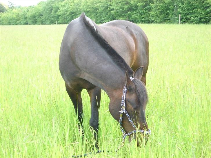 Anden særlig race Tarzan "mit et og alt,-drømme ponyen"<3 - 2010. Over på den stor græs mark som jeg skal over på, når jeg er græsset op:-) billede 12