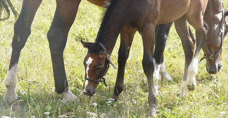 Dansk Varmblod AMMENDRUP NYGÅRD'S FANCY billede 2