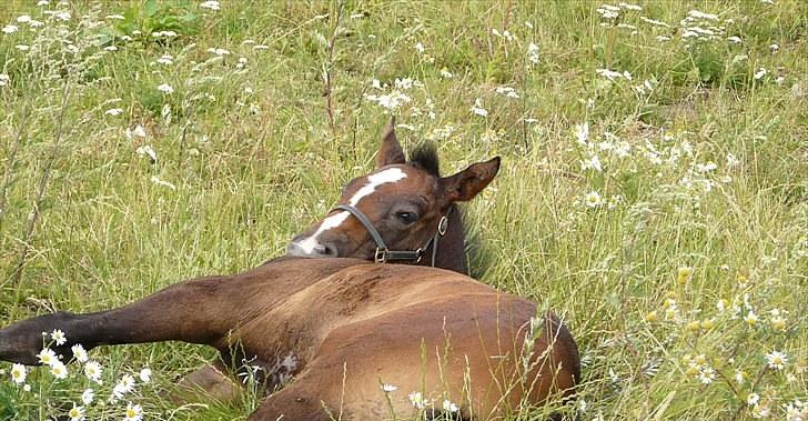 Dansk Varmblod AMMENDRUP NYGÅRD'S FANCY billede 6
