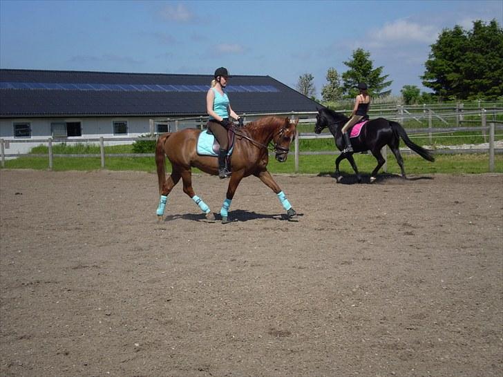 Pinto Araber (OX) Picasso - 17/9-10 foto: Natasja billede 14