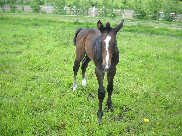 Dansk Varmblod AMMENDRUP NYGÅRD'S FANCY billede 9
