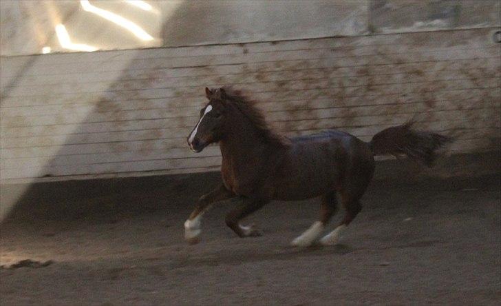 Tysk Sportspony Whysky <3|Mit alt| - Min lille bandit i ridehuset.  billede 16