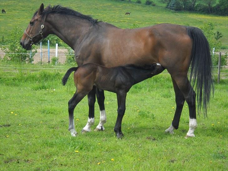 Dansk Varmblod AMMENDRUP NYGÅRD'S FANCY billede 10