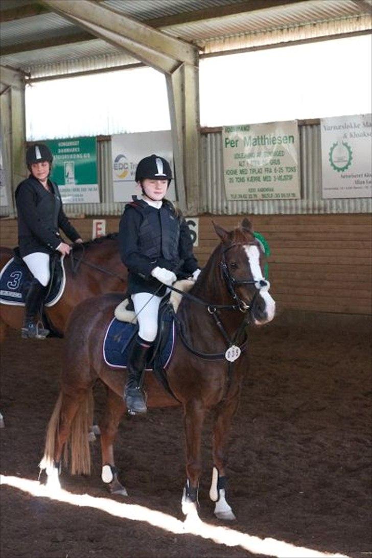 Welsh Pony (sec B) Welsh Glories van Mikkel - NYT: Mikkel til præmieoverrækkelse i Sønderskov, en 3. Plads i LD billede 4